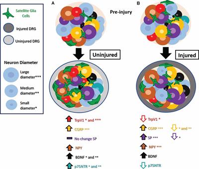 Revisiting PNS Plasticity: How Uninjured Sensory Afferents Promote Neuropathic Pain